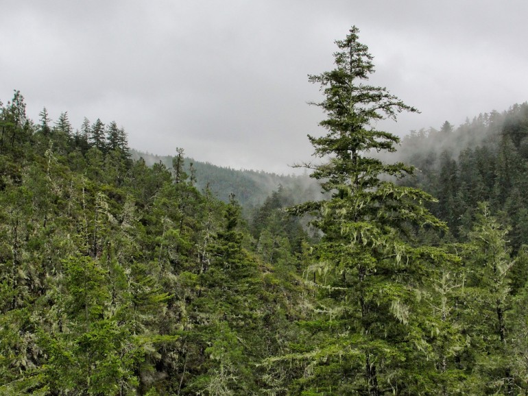 Douglas-fir (Pseudotsuga menziesii)