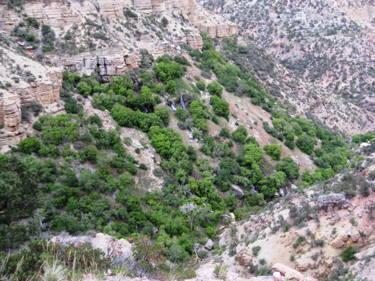 Populus fremontii cottonwood trees along the north Kaibab trail, North Rim of the Grand Canyon.