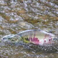 chum salmon in a river