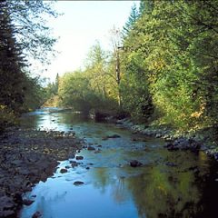 cedar river surrounded by trees