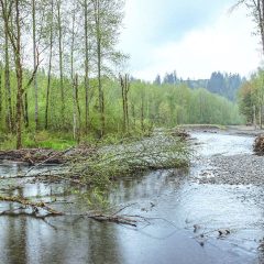 Green river with a branch down in the middle of it and three people standing on the side