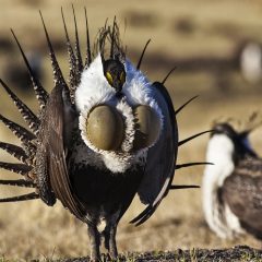 A sage grouse in an open field. The sage grouse is a round bird with a small head, sharp tail feathers, and a fluffy, white belly