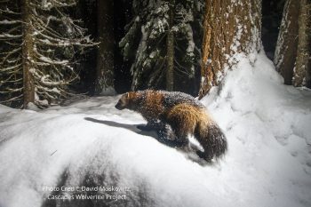 A brown, furry animal walks through snowy woods.