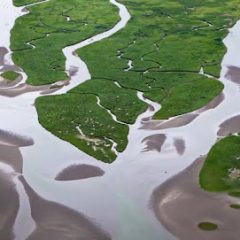 Wetland flooding