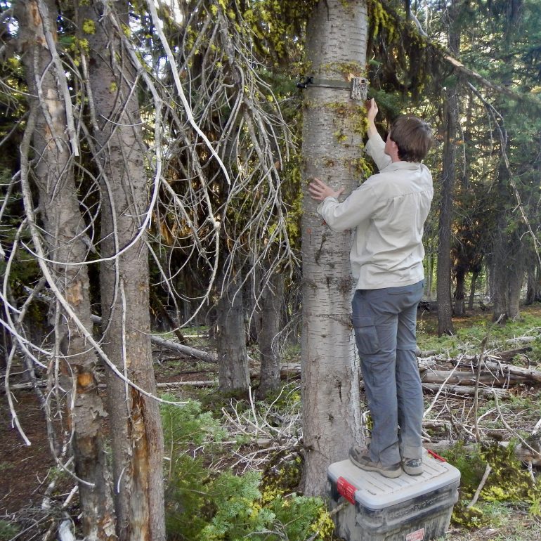 A person stands on a box in order to adjust a camouflaged camera, strapped several feet high, to a tree.