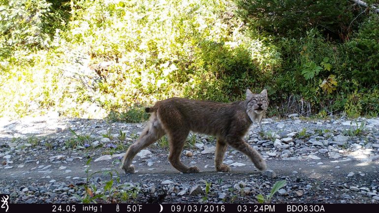 A mountain Lynx turns its head to look towards the direction of the camera as it struts on a gravel trail. Numbers reflecting information of the photo, like date and time, run across the bottom of the photo.
