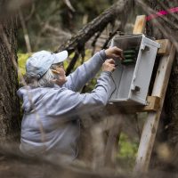 Person in white hat and gray sweatshirt wiring instruments to a tree